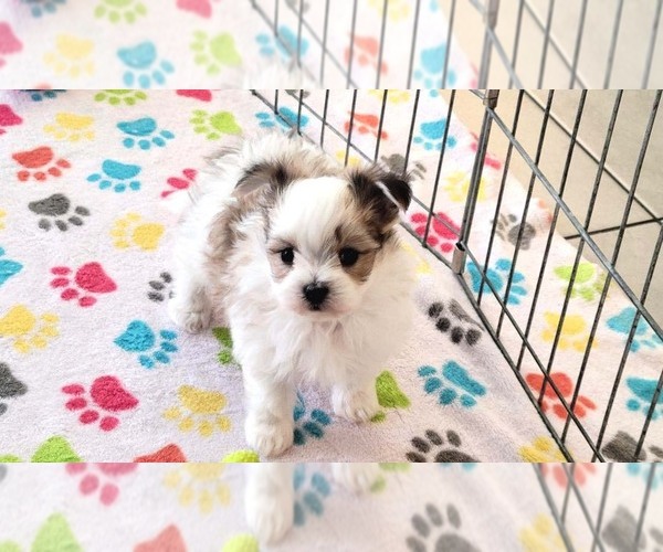 Medium Photo #9 Papitese Puppy For Sale in ORO VALLEY, AZ, USA