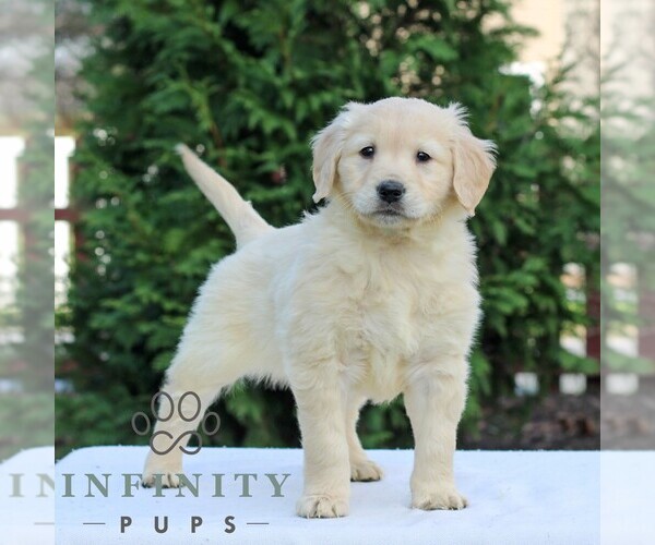 Medium Photo #4 Golden Retriever Puppy For Sale in MANHEIM, PA, USA