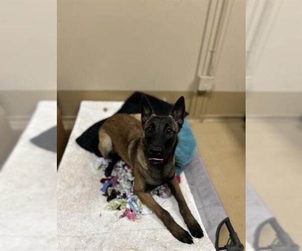 Medium Photo #1 Mutt Puppy For Sale in Chula Vista, CA, USA