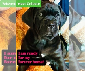 Cane Corso Dog for Adoption in WOODLAND HILLS, California USA
