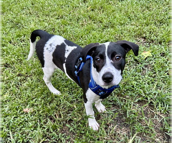 Medium Photo #10 Mutt Puppy For Sale in Mount Pleasant, SC, USA