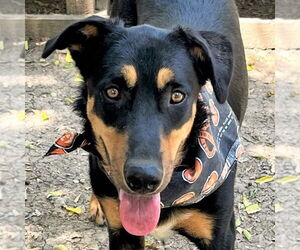 Siberian Husky-Unknown Mix Dogs for adoption in Godley, TX, USA