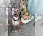 Small #2 American Pit Bull Terrier Mix
