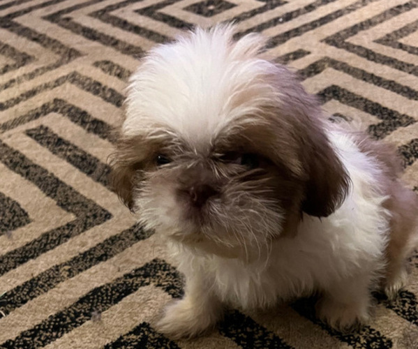 View Ad: Shih Tzu Puppy for Sale near South Carolina, MYRTLE BEACH, USA ...