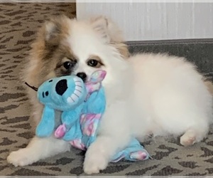 Pomeranian Puppy for Sale in ANDERSON, Indiana USA