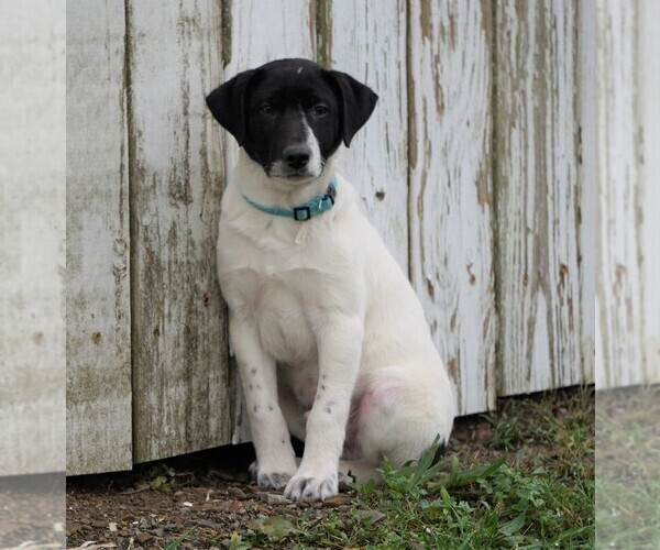 Medium Photo #4 Jack Russell Terrier-Unknown Mix Puppy For Sale in FREDERICKSBG, OH, USA