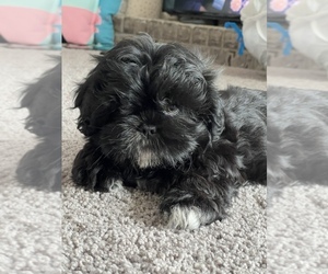 Shih Tzu Puppy for sale in PARAGON, IN, USA