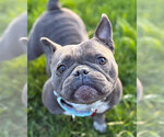 Small #1 American Bulldog Mix
