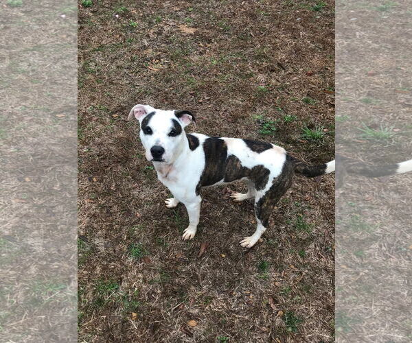 Medium Photo #4 Mutt Puppy For Sale in Jackson, MS, USA