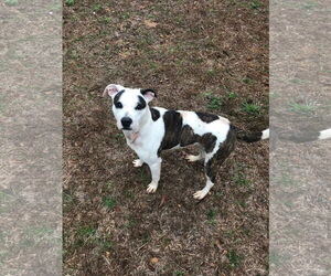 Rosemary - Female Staffordshire Bull Terrier-Unknown Mix Dog for Adoption - Photo #4
