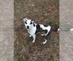 Small #3 Mutt