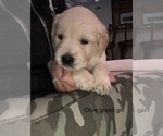 Small Photo #16 Golden Retriever Puppy For Sale in ANAHEIM, CA, USA