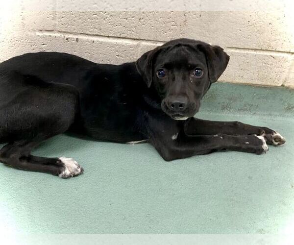 Medium Photo #3 Beagle-Border Collie Mix Puppy For Sale in White Bluff, TN, USA
