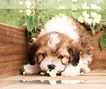 Small #6 Cavapoo