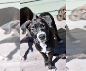 American Staffordshire Terrier-Unknown Mix Dogs for adoption in Duluth, MN, USA