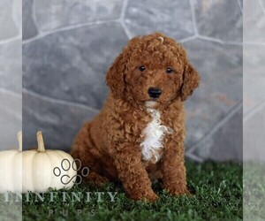 Poodle (Miniature) Puppy for sale in MILL HALL, PA, USA