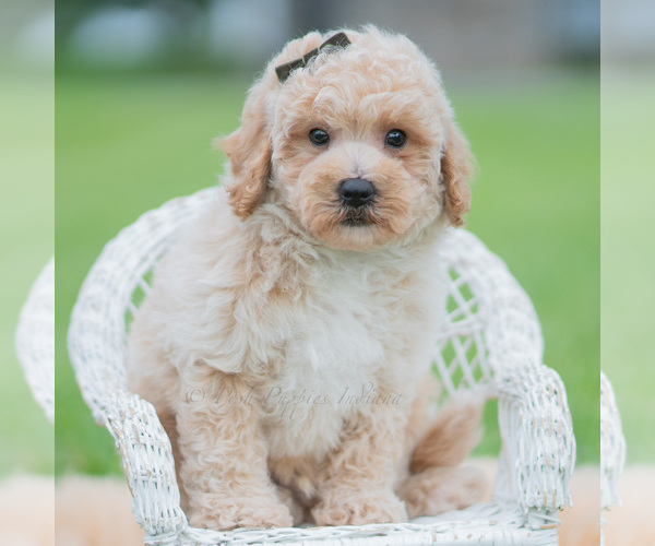 Medium Photo #53 Maltipoo (Miniature) Puppy For Sale in WARSAW, IN, USA