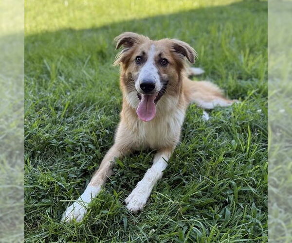 Medium Photo #1 Australian Shepherd-Unknown Mix Puppy For Sale in Modesto, CA, USA