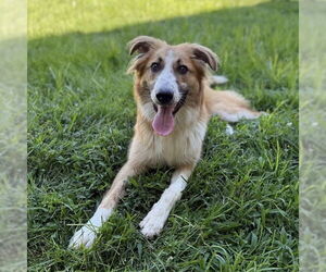 Australian Shepherd-Unknown Mix Dogs for adoption in Modesto, CA, USA