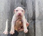 Small #1 American Pit Bull Terrier-Catahoula Leopard Dog Mix