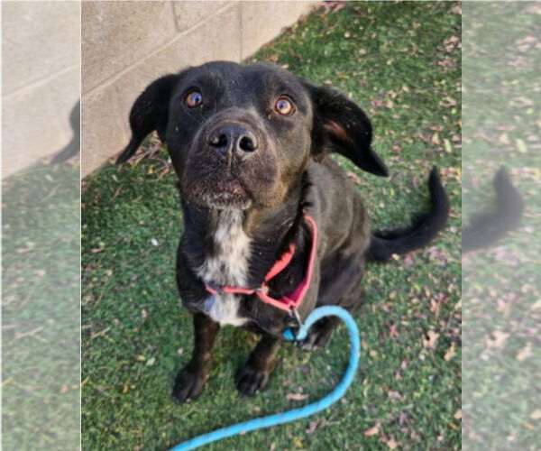 Medium Photo #1 Border Collie-Unknown Mix Puppy For Sale in Lakewood, CO, USA