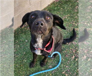 Border Collie-Unknown Mix Dogs for adoption in Lakewood, CO, USA