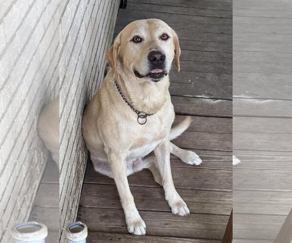 Medium Photo #3 Labrador Retriever-Unknown Mix Puppy For Sale in Rockwall, TX, USA