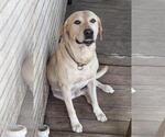Small #2 Labrador Retriever Mix