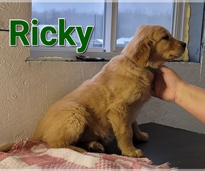 Golden Retriever Puppy for sale in HOLTON, MI, USA