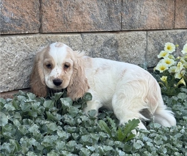 Medium Photo #5 Cocker Spaniel Puppy For Sale in CANOGA, NY, USA