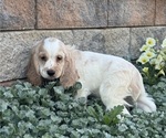 Ceasar - Male Cocker Spaniel Puppy for Sale - Photo #5