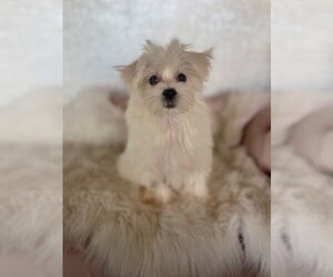 Medium Maltese