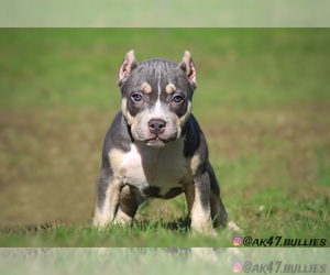 American Bully Puppy for sale in LYNN, MA, USA