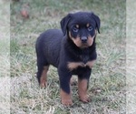 Small #6 Rottweiler