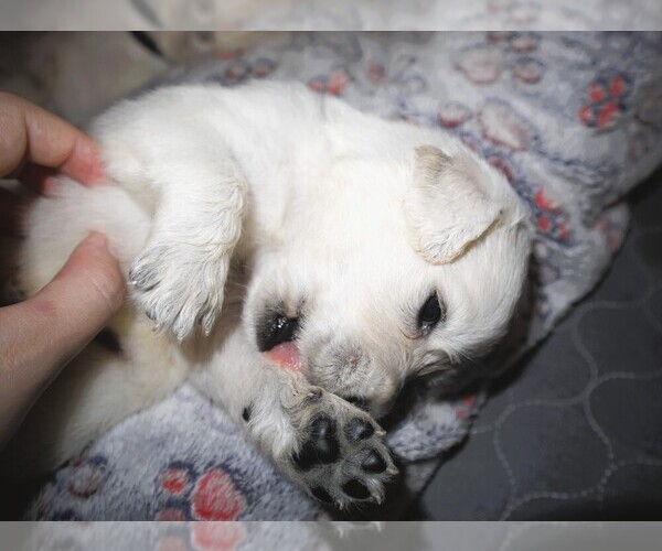 Medium Photo #3 English Cream Golden Retriever Puppy For Sale in LANCASTER, WI, USA