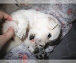 Small #2 English Cream Golden Retriever