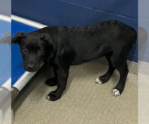 Labrador Retriever-Unknown Mix Dogs for adoption in Sterling, MA, USA
