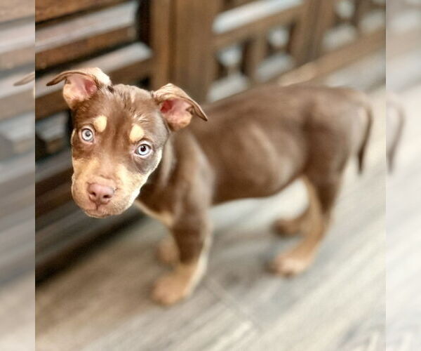 Medium Photo #10 Siberian Husky-Unknown Mix Puppy For Sale in Fargo, ND, USA