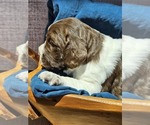 Small #6 English Springer Spaniel