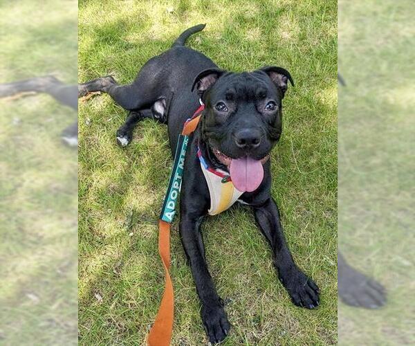 Medium Photo #1 Mutt Puppy For Sale in Brewster, MA, USA