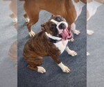 Small #1 Boxer