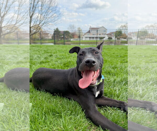 Medium Photo #6 Labrador Retriever-Unknown Mix Puppy For Sale in Plainfield, IL, USA