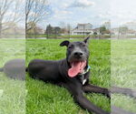Small #5 Labrador Retriever Mix