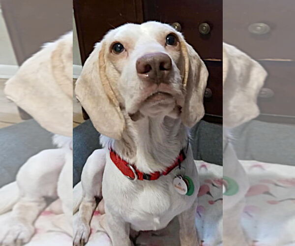Medium Photo #2 Beagle Puppy For Sale in Dunnellon, FL, USA