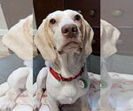 Small #1 Beagle