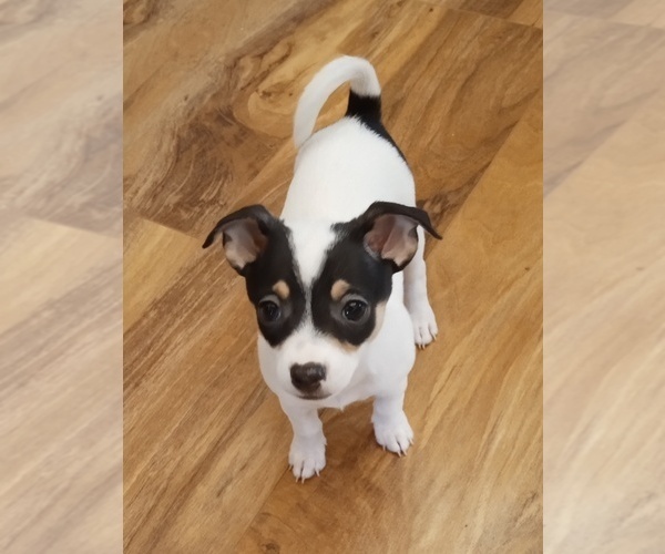 Medium Photo #1 Rat-Cha Puppy For Sale in CEDARWOOD, CO, USA
