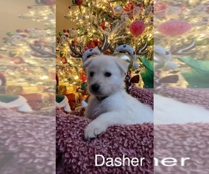 German Shepherd Dog Puppy for sale in E LAURINBURG, NC, USA