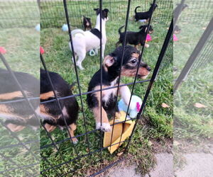 Rat Terrier-Unknown Mix Dogs for adoption in Mechanicsburg, PA, USA