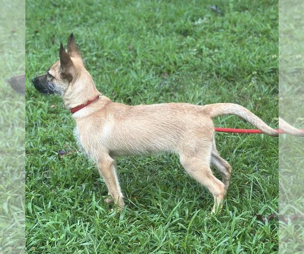 Medium Photo #3 Mutt Puppy For Sale in Yardley, PA, USA