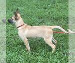 Small #2 Mutt